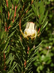 Protea lanceolata