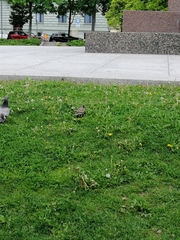 Sturnus vulgaris