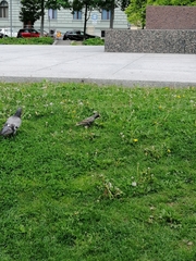 Sturnus vulgaris