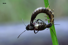 Cranopygia vitticollis