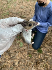 Peromyscus gossypinus