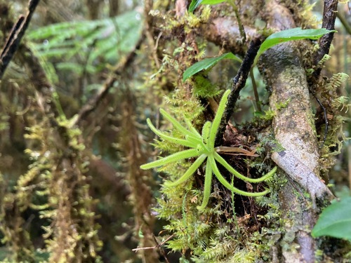 Pinguicula casabitoana