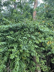 Trichostigma octandrum