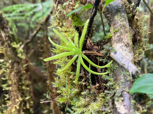 Pinguicula casabitoana