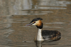 Podiceps cristatus