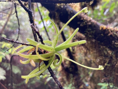Pinguicula casabitoana