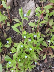 Myosotis sparsiflora