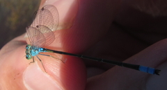 Pseudagrion coeleste coeleste