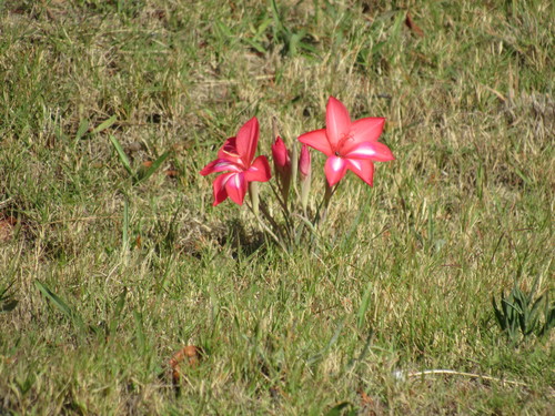Image of Gladiolus carmineus by (c) Jared Zachary Herman, some rights reserved (CC BY)