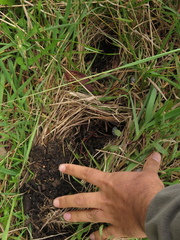 Nasua olivacea