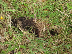Nasua olivacea