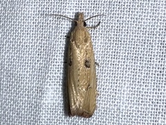 Bactra priapeia