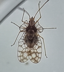 Aconchus urbanus