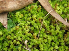 Leptodontium
