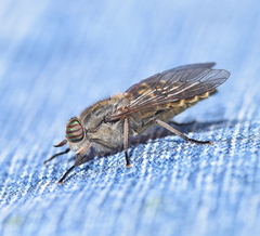 Tabanus quatuornotatus