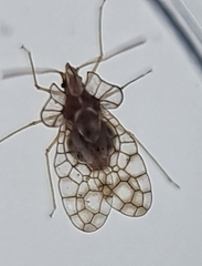 Aconchus urbanus