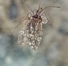 Aconchus urbanus
