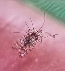 Aconchus urbanus