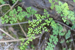 Argyrochosma