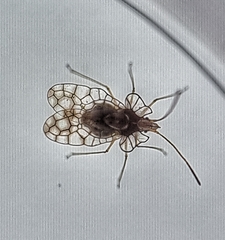 Aconchus urbanus