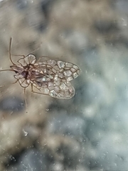 Aconchus urbanus