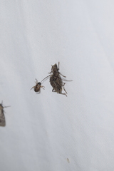 Hololeprus variolosus