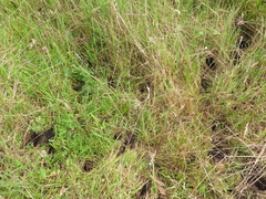 Nasua olivacea