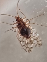 Aconchus urbanus