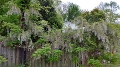 Wisteria floribunda