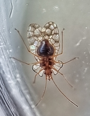 Aconchus urbanus
