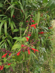 Salvia rufula