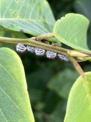 Membracis foliatafasciata