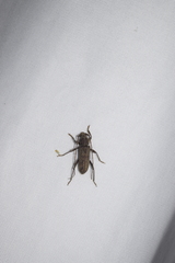 Hololeprus variolosus