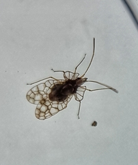 Aconchus urbanus