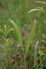 Puccinia sii-falcariae