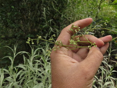 Valeriana clematitis