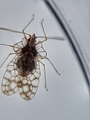 Aconchus urbanus