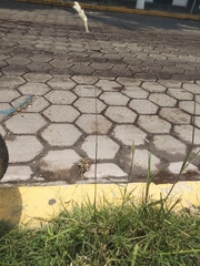 Bothriochloa laguroides