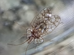 Aconchus urbanus