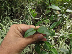 Valeriana clematitis