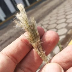 Bothriochloa laguroides