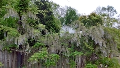Wisteria floribunda