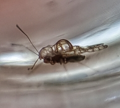 Aconchus urbanus