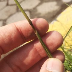 Bothriochloa laguroides