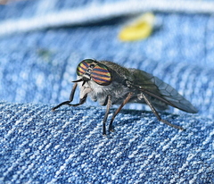 Tabanus quatuornotatus