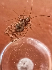 Aconchus urbanus