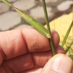 Bothriochloa laguroides