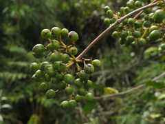 Viburnum tinoides