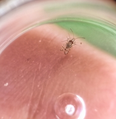 Aconchus urbanus