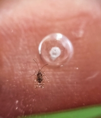 Aconchus urbanus